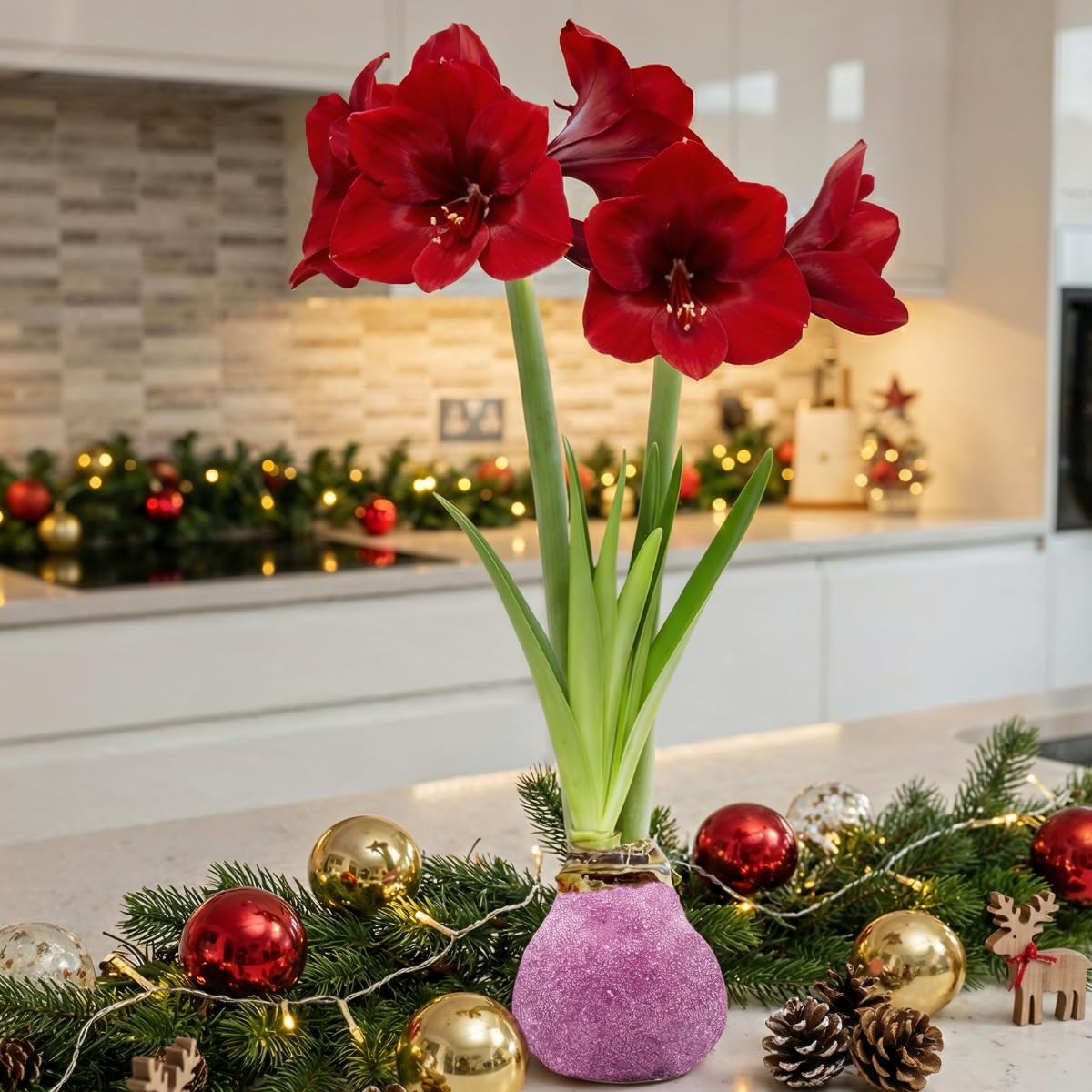 Amaryllis Bulbe Paillettes rose en cire - 2 pièces
