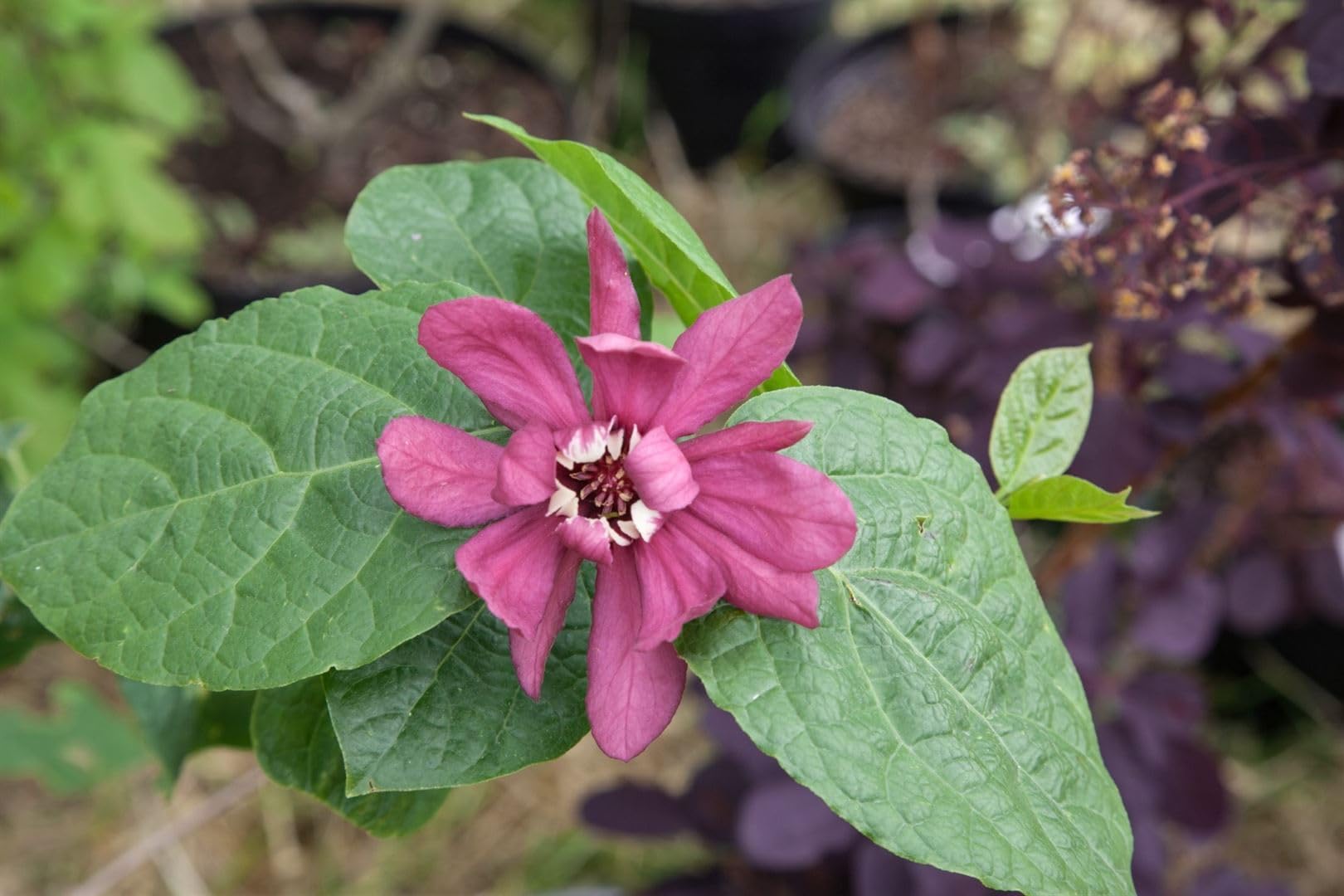 Gewürzstrauch Sinocalycanthus raulstonii Hartlage Wine 80-100 cm winterhart