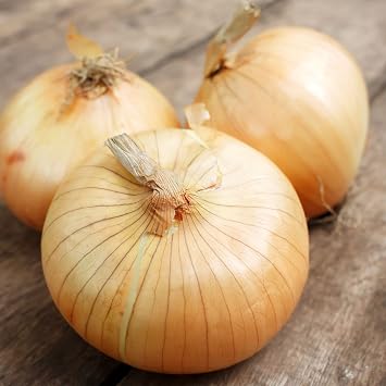 Onion Seeds - Imai Early Yellow - 5 Lb Bulk 600000 Seeds - Non-GMO, Heirloom - Asian Garden Vegetable