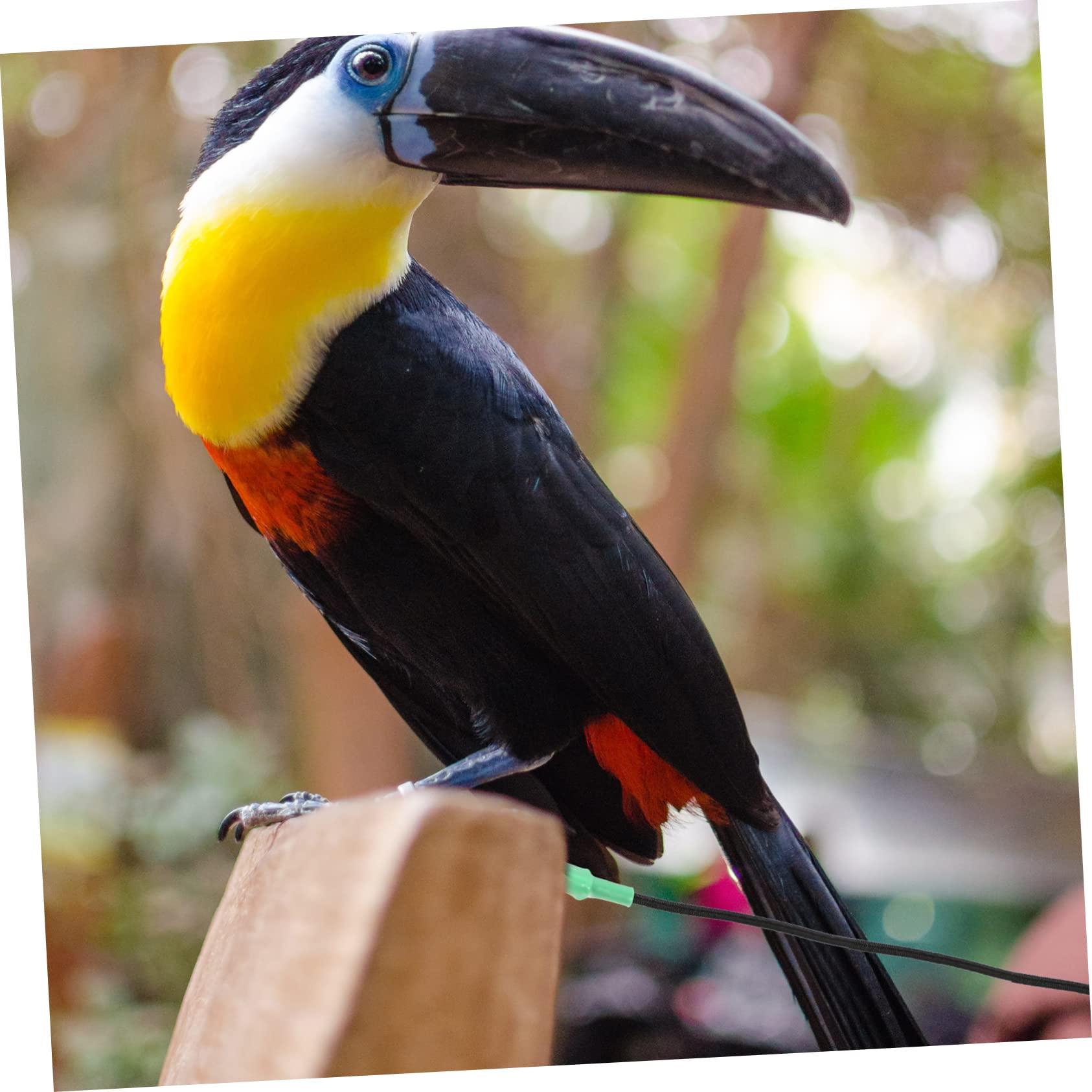 Correa de Arnés para Pájaros y Cuerda Ligera para Mascotas de Usar para Paseos y Actividades Libre Moderada
