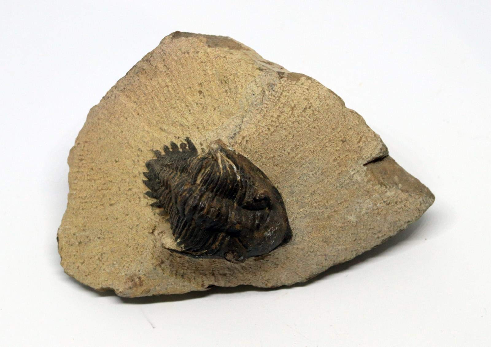 Metacanthina Trilobite Fossil Morocco 390 Million Years Old #15771 11o