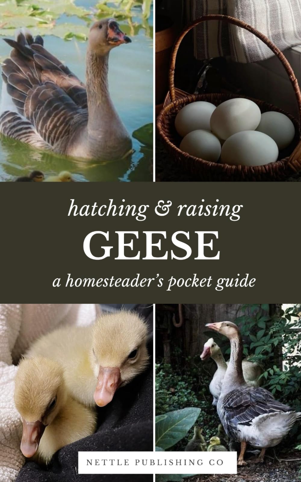 Hatching & Raising Geese | A Homesteader’s Pocket Guide: A Detailed Guide to Incubating, Hatching, and Raising Healthy Heritage Geese for Homesteaders and Backyard Flocks