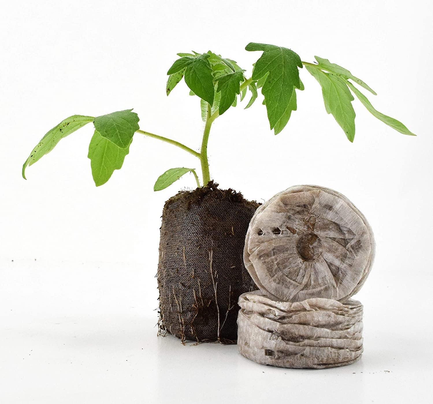Coco Pellets/Coco disc/Coco Coin Growing Medium Seed Starter Coir Fiber Cocopeat Seedling Coins for Plants (40MM, 50 PCS) (B0CGRSDSDN) Amazon Price History, Amazon Price Tracker
