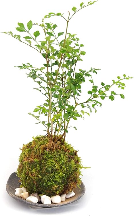Amazon 涼しげな葉が苔とよくあいます シマトネリコの苔玉 黒備前器 敷石セット 敷石の色 白石 苔玉 観葉植物