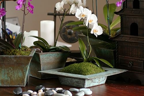 Miniatura 4 de Lámina de musgo preservado SuperMoss, fresco, verde y húmedo