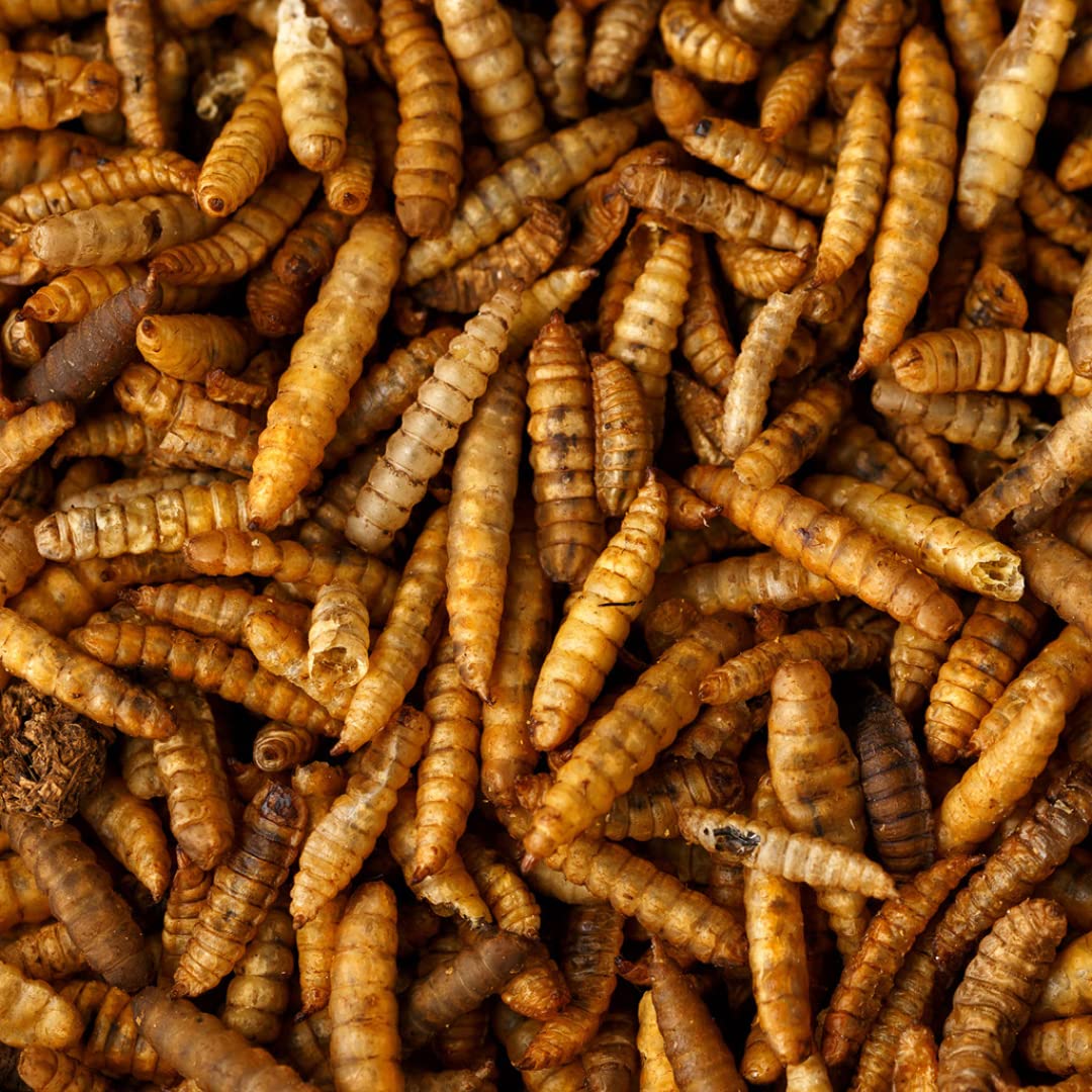 UK GROW Premium - 2L - Calci worms/Black soldier fly lave Similar to Dried Mealworms (2L), Brown, 1 g (Pack of 1)