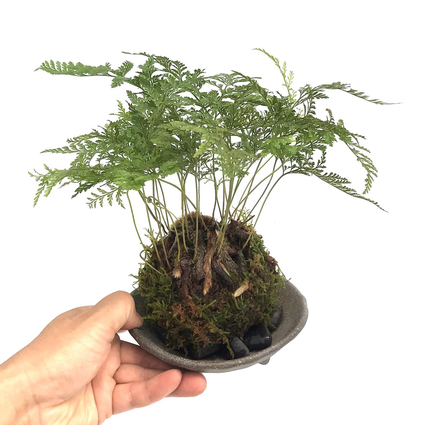 Amazon｜太い根茎、涼しげな葉が魅力のシダ植物【しのぶ（シノブ）の苔