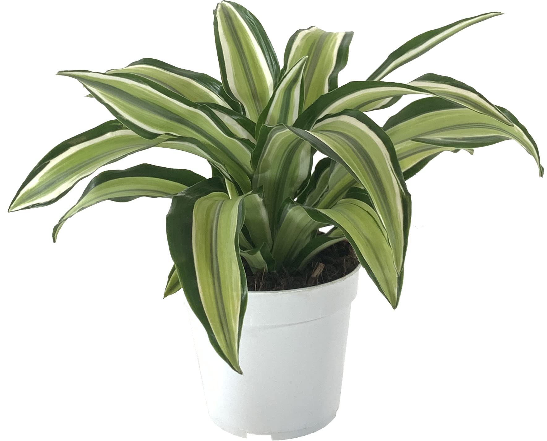 Amazon.com : Dracaena 'Malaika' (Dragon Tree) Live Indoor Houseplant, 4  Inch Nursery Pot (Diameter) : Patio, Lawn & Garden