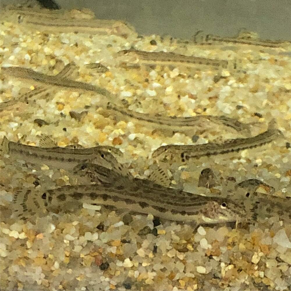 Amazon | (淡水魚)ヒドジョウ 緋泥鰌(1匹)【生体】 | 川村淡水魚販売 | 観賞魚・水中生物 通販