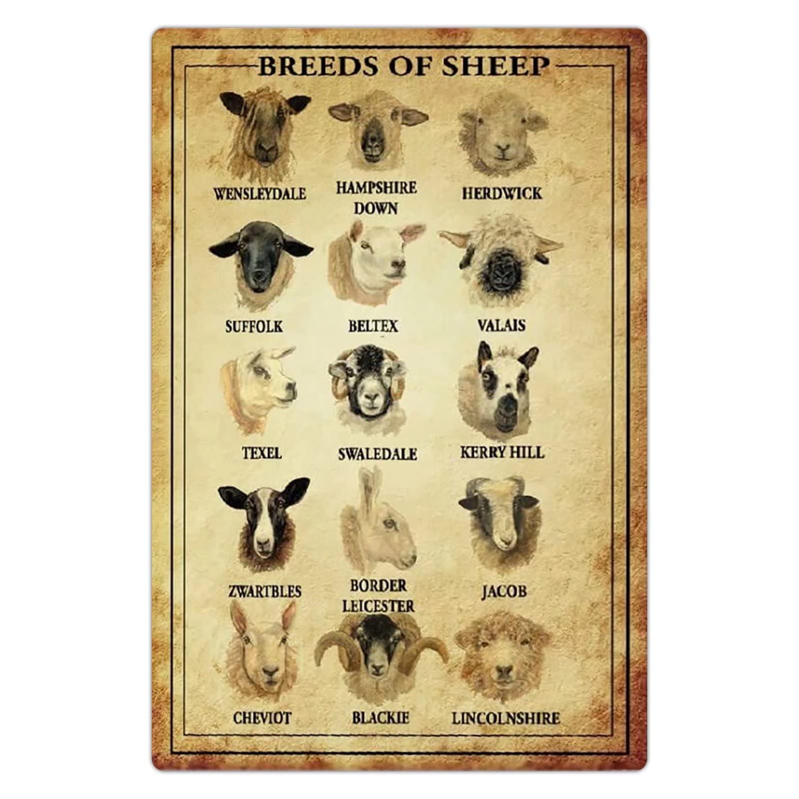 FJQWKLF Breeds Of Sheep Metal Tin Signs Sheep Knowledge Retro Poster Farm Science Wall Decor Farmer Home Room Farmhouse Plaque Decoration 8x12 Inches