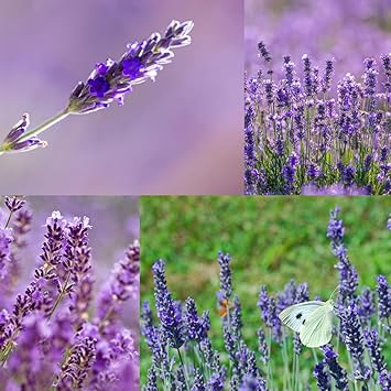 Big Size Lavender Plant, Lavender Herb/Flower Plant (Pack Of 1)