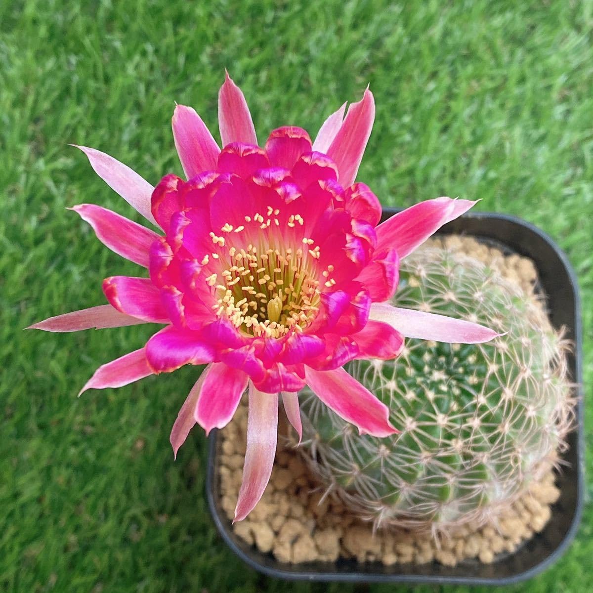 Amazon.co.jp: ピンク花！多肉植物 花サボテン ロビビア