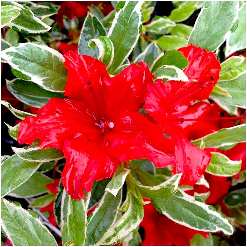 GrowOn Shrubs [x2] Dwarf Japanese Azalea Japonica Hot Shot | Multi-Pack | Evergreen Shrubs | Outdoor Garden Ready Plants | Spring Flowering | Reddish-Orange Flowers