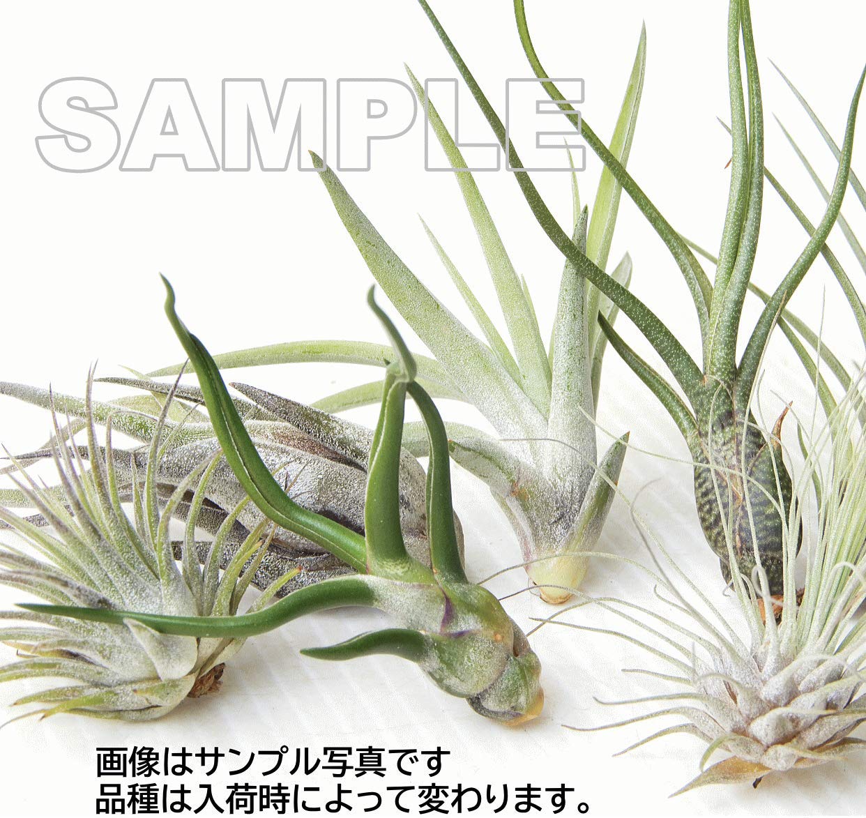 Amazon.co.jp: エアプランツ（チランドシア） ミニサイズ おまかせ5個