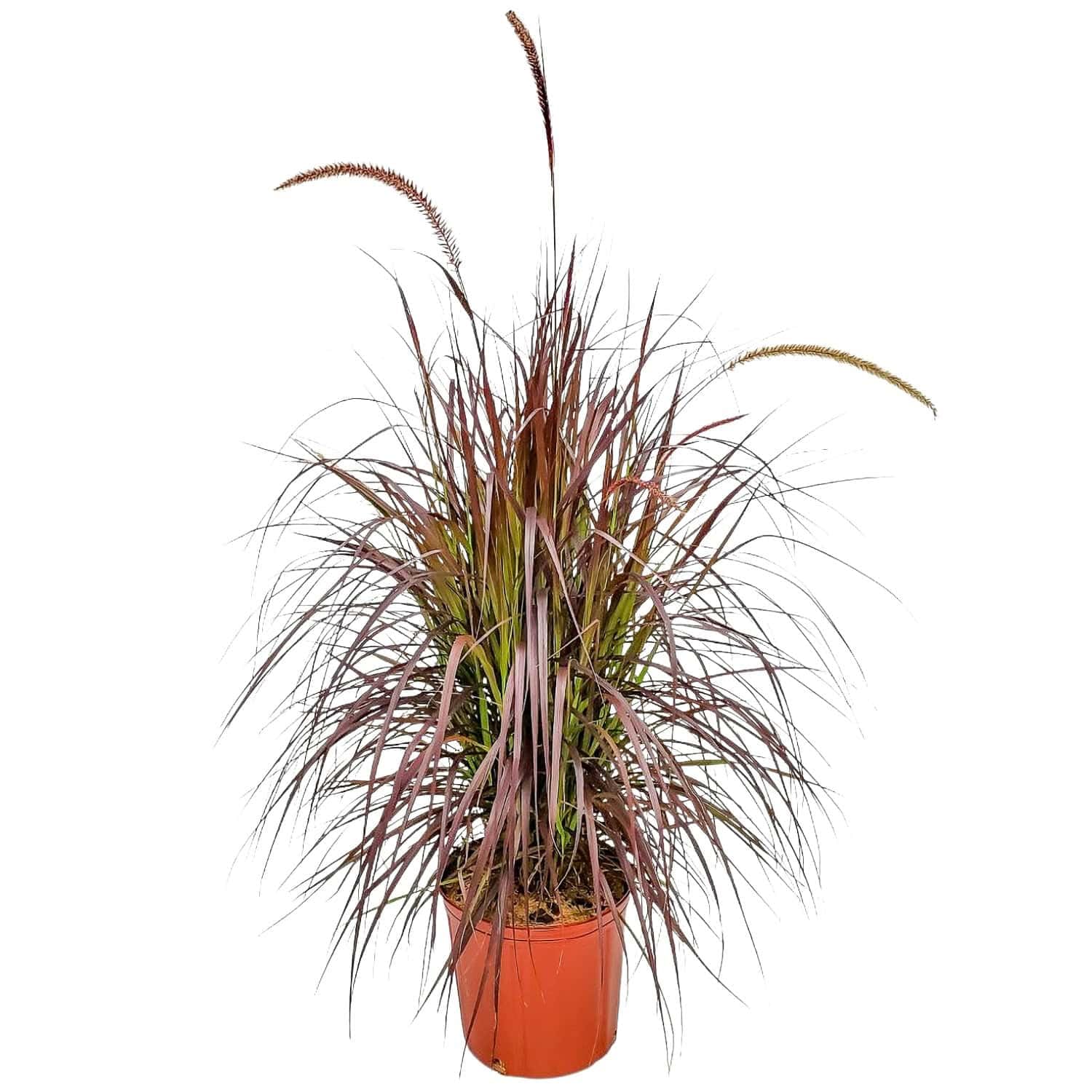 Tropical Plants of Florida Purple Fountain Grass