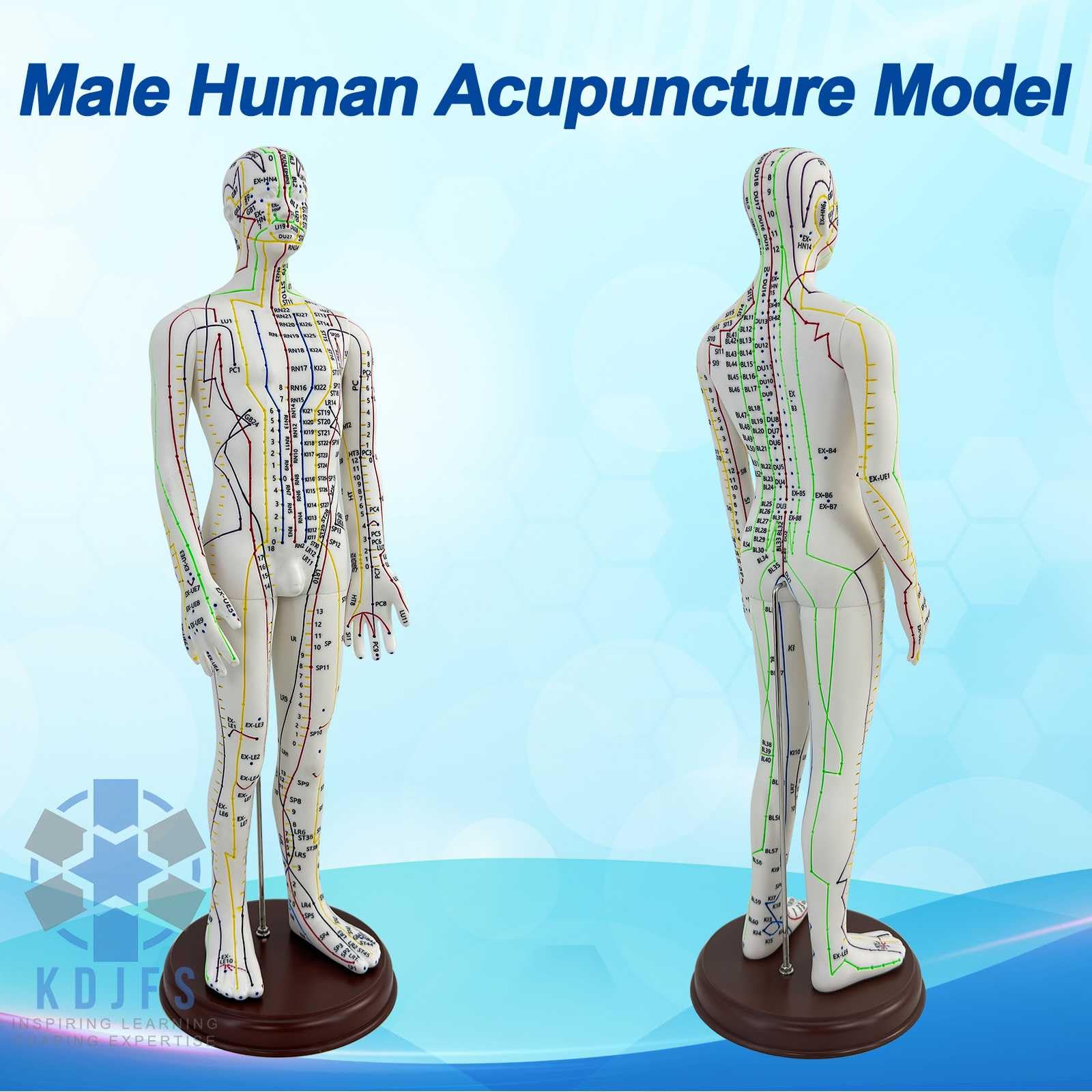 KDJFS 1/3 Life Size Human Acupuncture Model, 21'' Human Acupuncture Point Mannequin with Acupuncture Point Location Instructions Used for Needle Insertion Practice