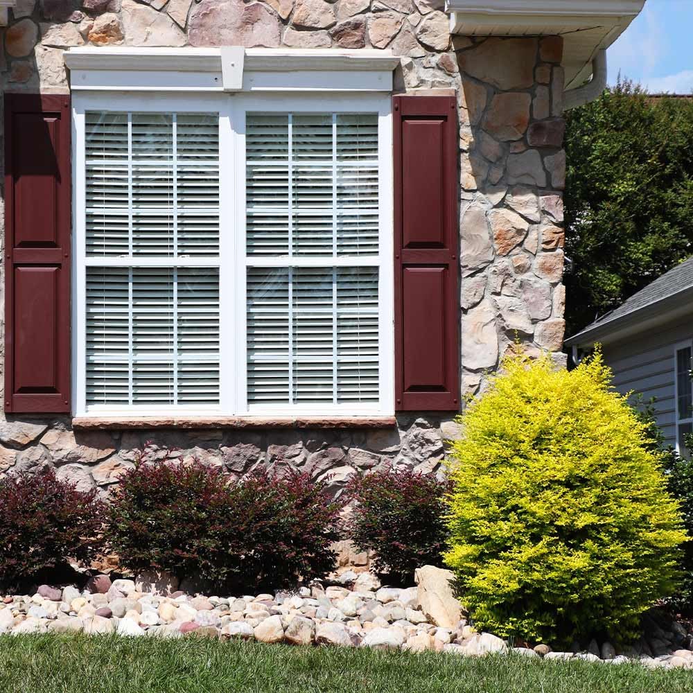 Brighter Blooms - Southern Living® Sunshine Ligustrum Shrub, 2 Gallon - No Shipping to AK, AZ, HI, OR