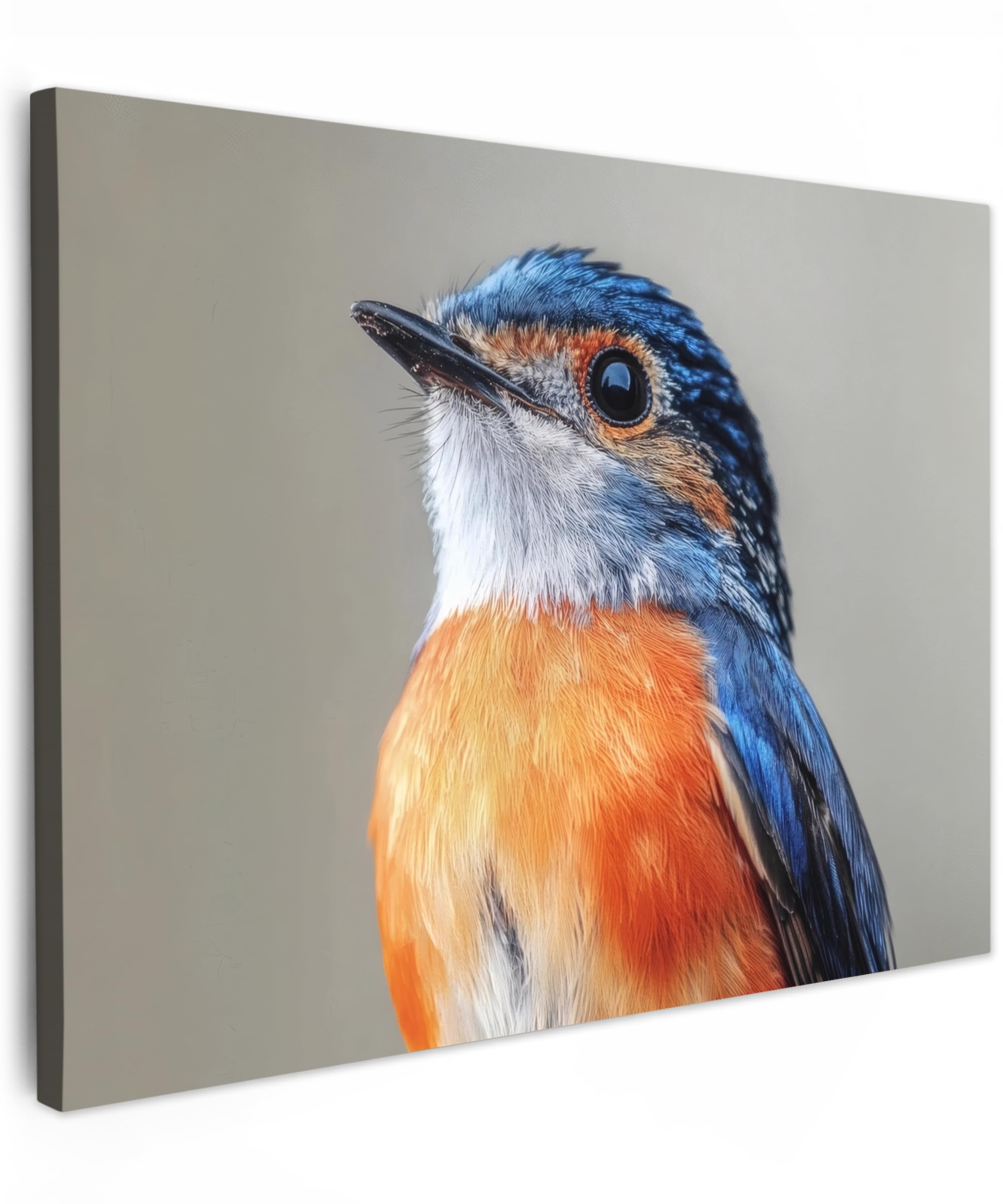 MuchoWow© Canvas Wall Art 16"x12" / 40x30 cm Decor Paintings Print framed on Canvas Pictures for Hallway Colorful - Birdie - Blue - Feathers