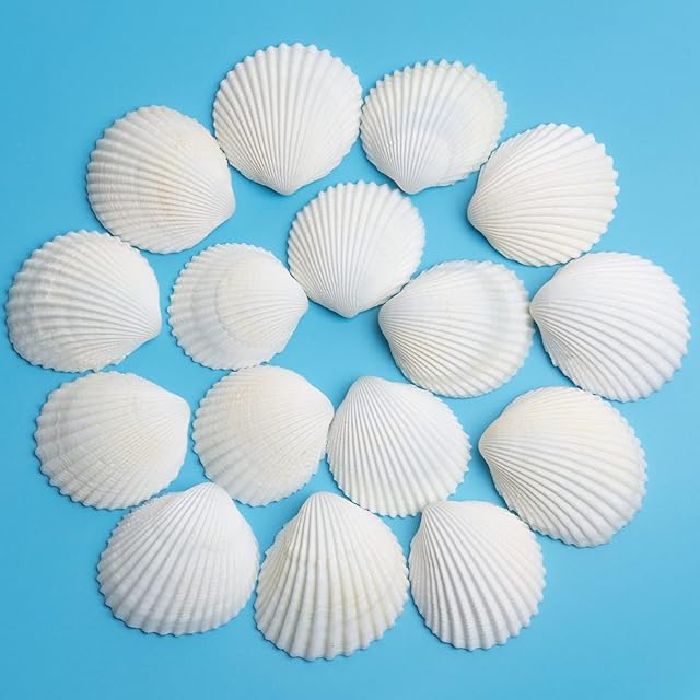30PCS Sea Shells 1.5''-2'' White Small Sea Shells, for Shells for Crafts, Crafts DIY Painting Beaching Wedding Decoration, Beach Natural Shells Bulk (30pcs 1~2in)