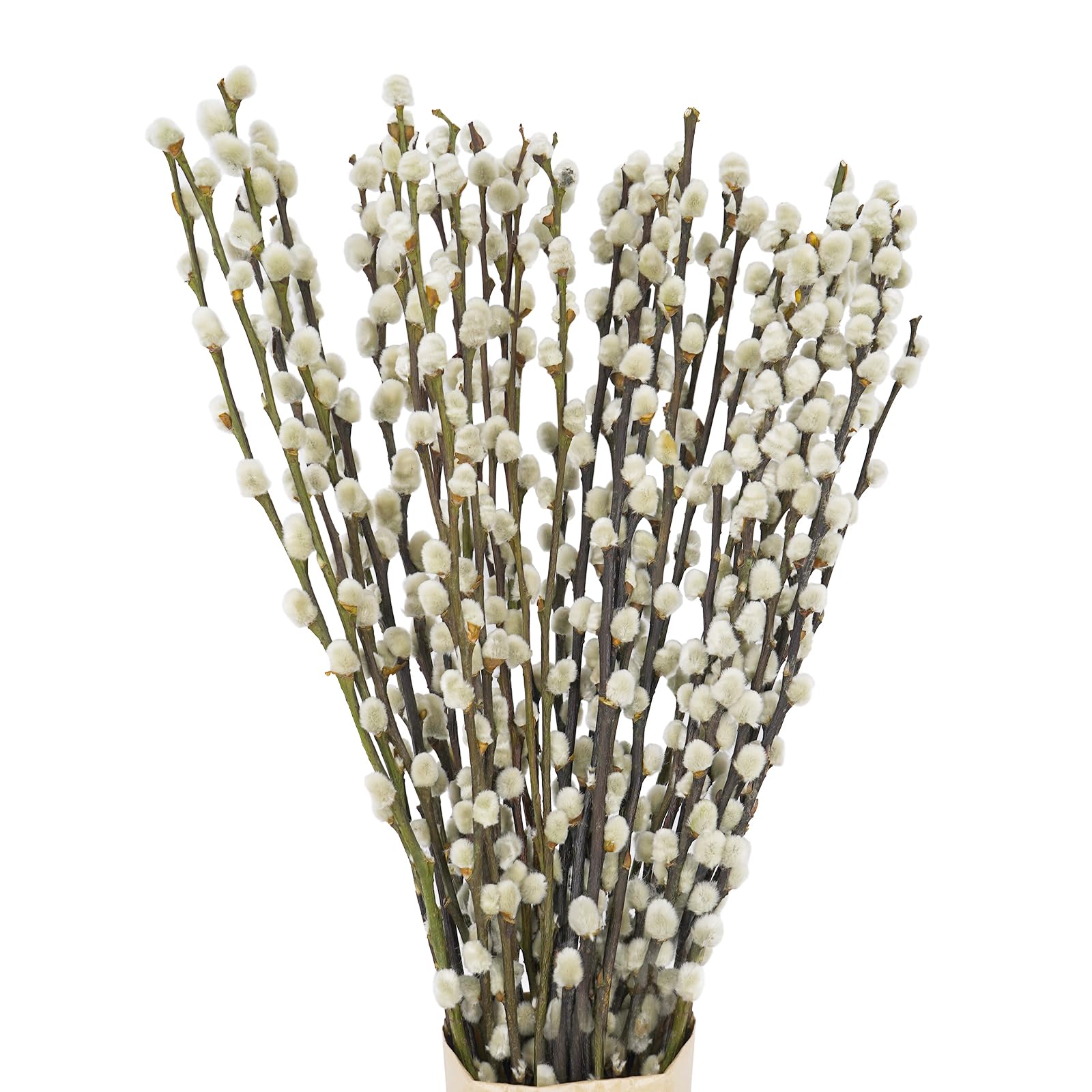 40 Stems 17.5 Inches 100% Natural Dried Pussy Willow Branches for Vases Real Pussy Willows Dried Flowers Salix Argyracea White Willows for Vase Home Decorations, Wedding, Party