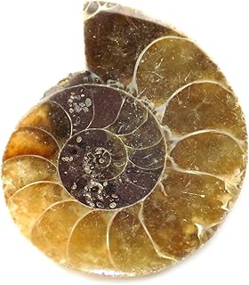 Ammonite Shell Cabochon, Natural Ammonite, Free Form Shape, 22Carat, 27x22x6MM SC-3202