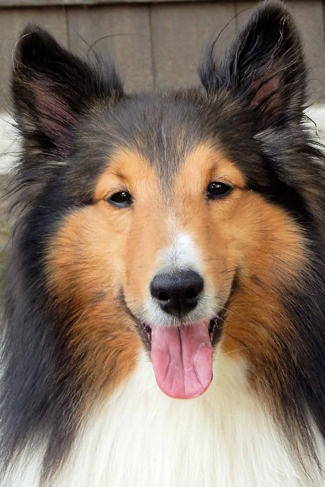 j*t様 SINGLE CHARTBOOK COMPLETE EDITION19 j*t様 SINGLE CHARTBOOK COMPLETE EDITION19 Chart Supplement