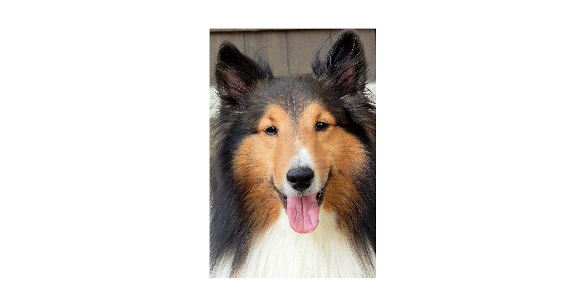 Amazon | The Shetland Sheepdog Portrait Dog Journal: 150