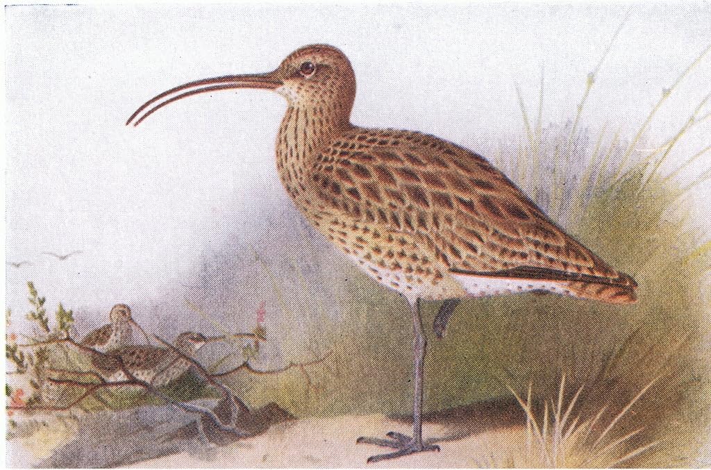 Regalo para amantes de la naturaleza: mural de lienzo con ave de Archibald Thorburn 5