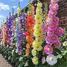 300+ Hollyhock Seeds for Planting Multicolored Heirloom Double Hollyhock Seeds, Rare Biennial Attracts Pollinators