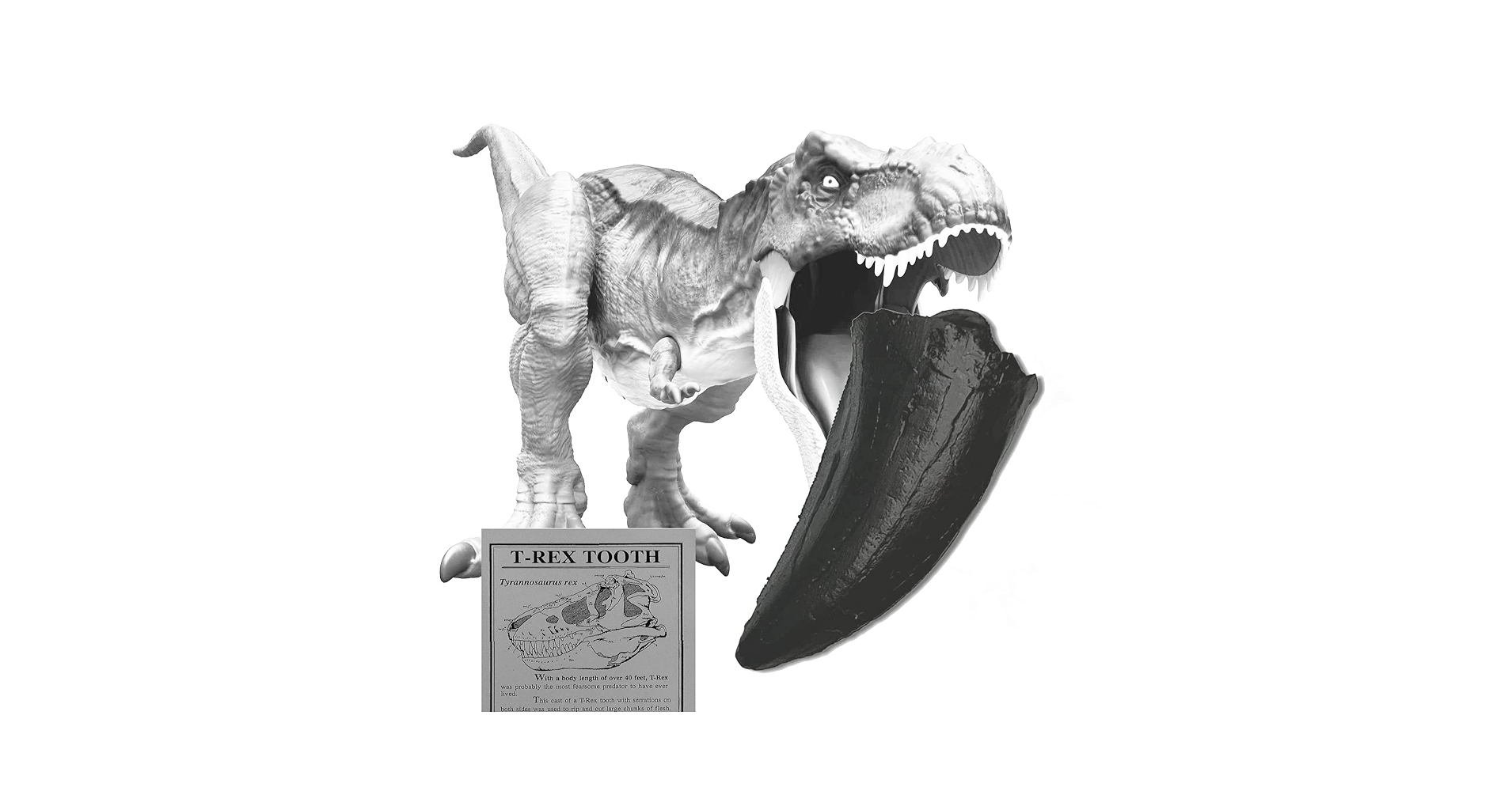 恐竜　歯化石　標本　北米大陸　アメリカ　獣脚類　ティラノサウルス類　希少 Amazon | SCIENCE Fossil Replica T-REX Tooth「T-REX