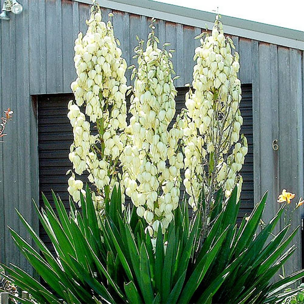 Amazon.co.jp: QAUZUY GARDEN 30 Pcs Yucca Elata Soap Tree Soapweed