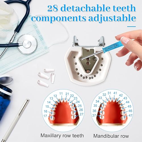 Miniatura 4 de Modelo de enseñanza dental con dientes de entrenamiento para estudiantes y profesionales, dientes de resina desmontables con encías suaves,