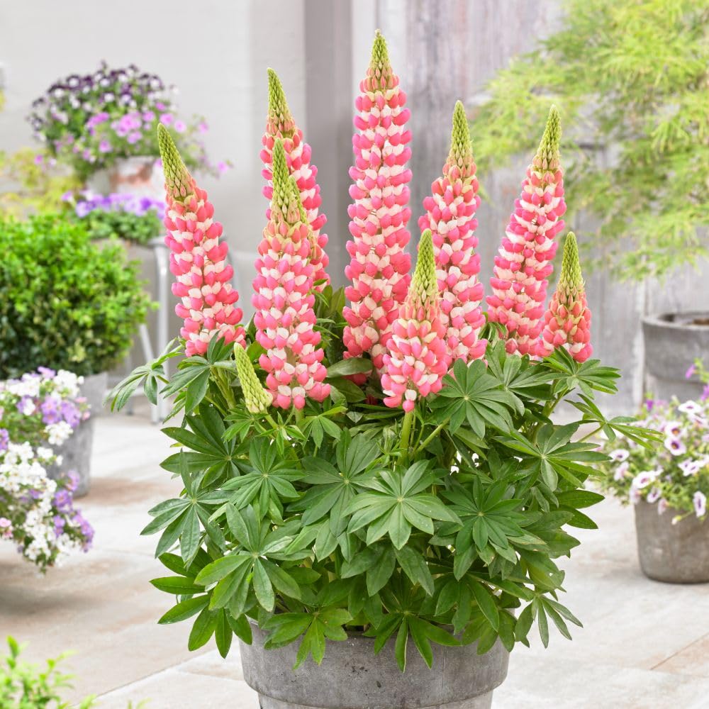 Lupin West Country Rachel de Thame: Bicolour Pink and White Flowers, Perfect for Cottage and Coastal Gardens. Clump-Forming Perennial, Blooms in Summer 3 Litre Pot x 1 by Thompson and Morgan