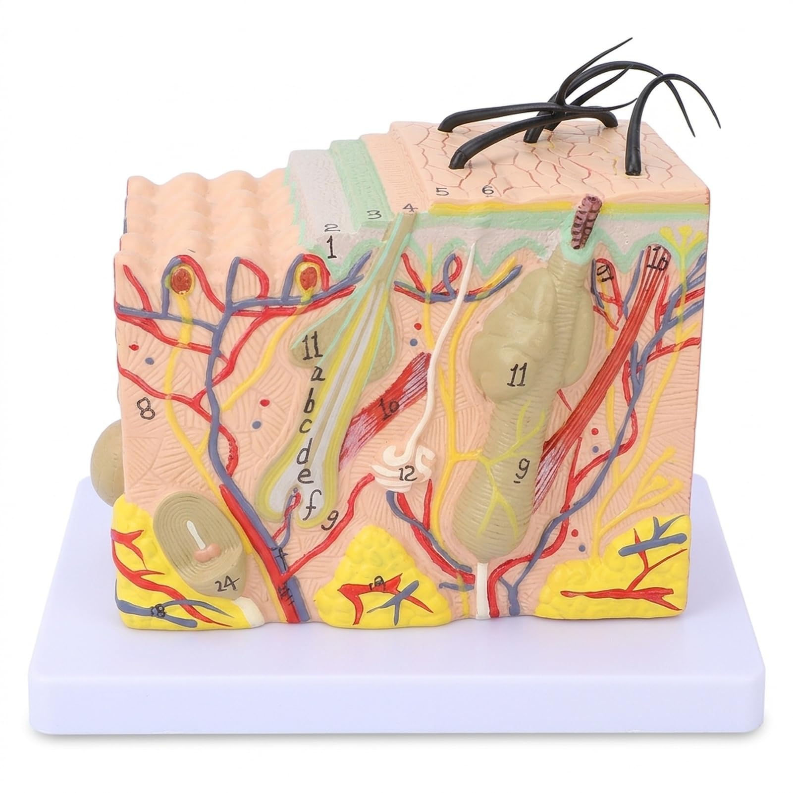 ZenithAur Moo di pelle, moo anatomico a pelle allargato 35x Moo di struttura a pelle umana con strati di pelle 3D dettagliati per l'educazione scientifica e la visualizzazione