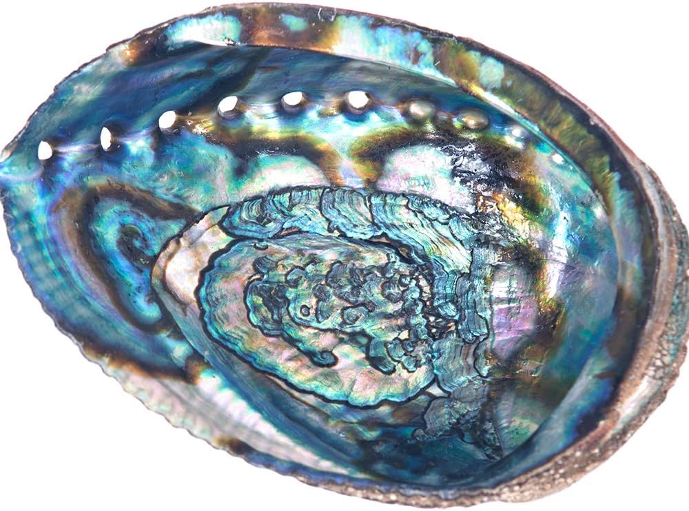 Incense Garden Abalone Smudging Bowl Seashell Burner, 5-6in