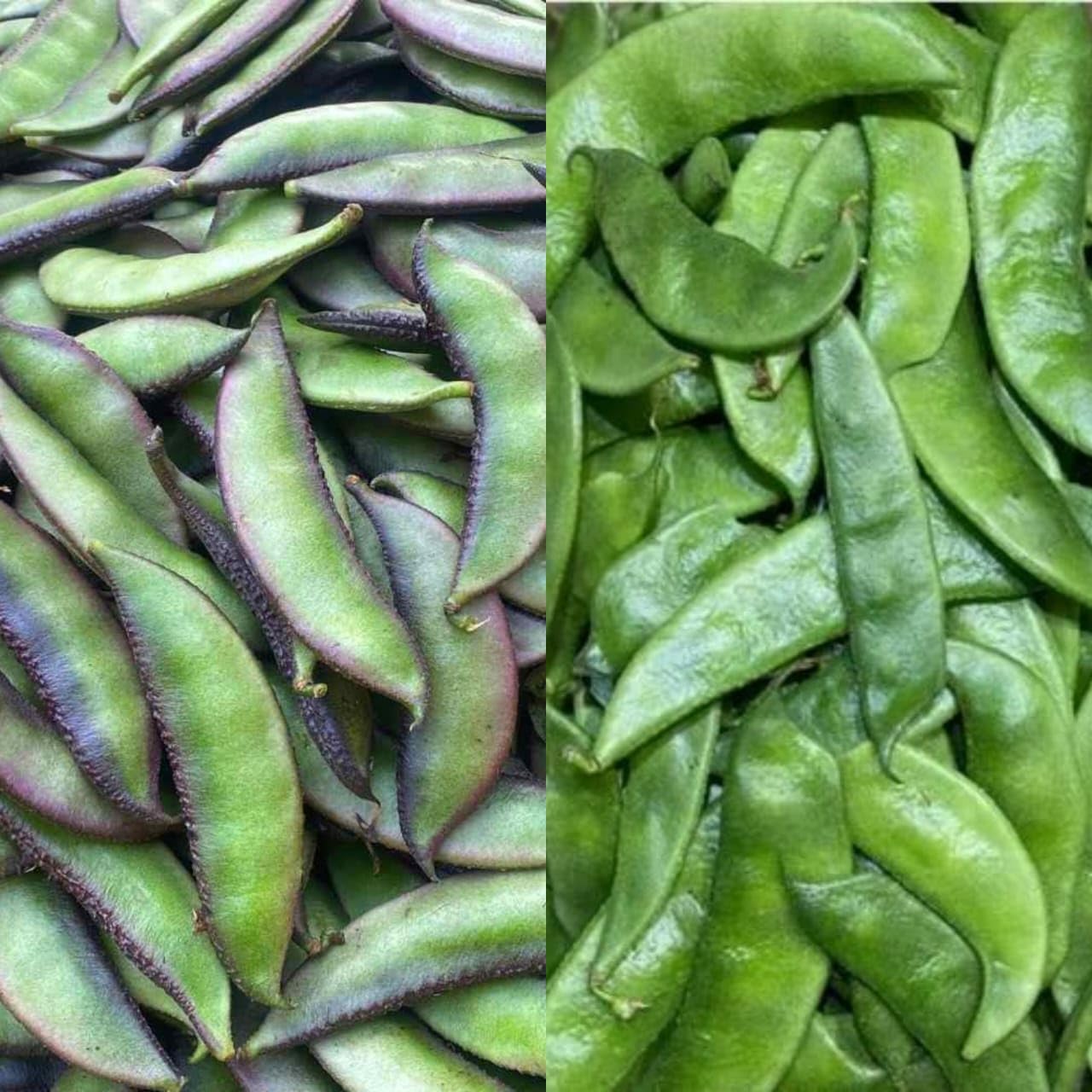 Natura GreenHouse Combo Of 2 Types Sem Phali (12 + 13) Seeds seeds, Lima Beans Seeds (25 Seeds) Seeds For planting And Home And Home gardening (B0CG9QSM6R) Amazon Price History, Amazon Price Tracker