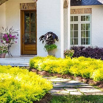 16　Sunshine leaves Amazon.com : 2 Gallon - Sunshine Ligustrum : Patio, Lawn