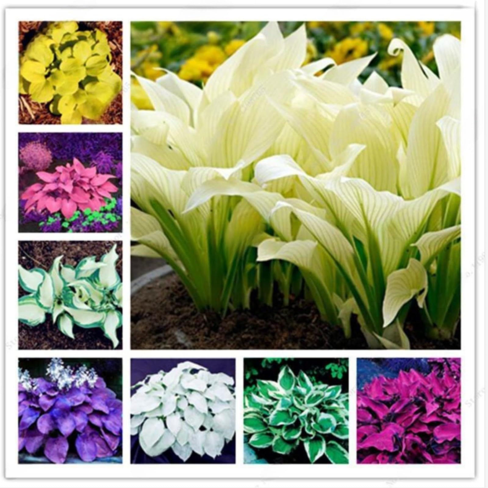 Hostas Bulbs for Planting Now UK Perennial Ornamental Perennial Good for Containers Greening Easy Plant Natural Organic Excellent Display Plant Bulbs-15Bulbs-greenH