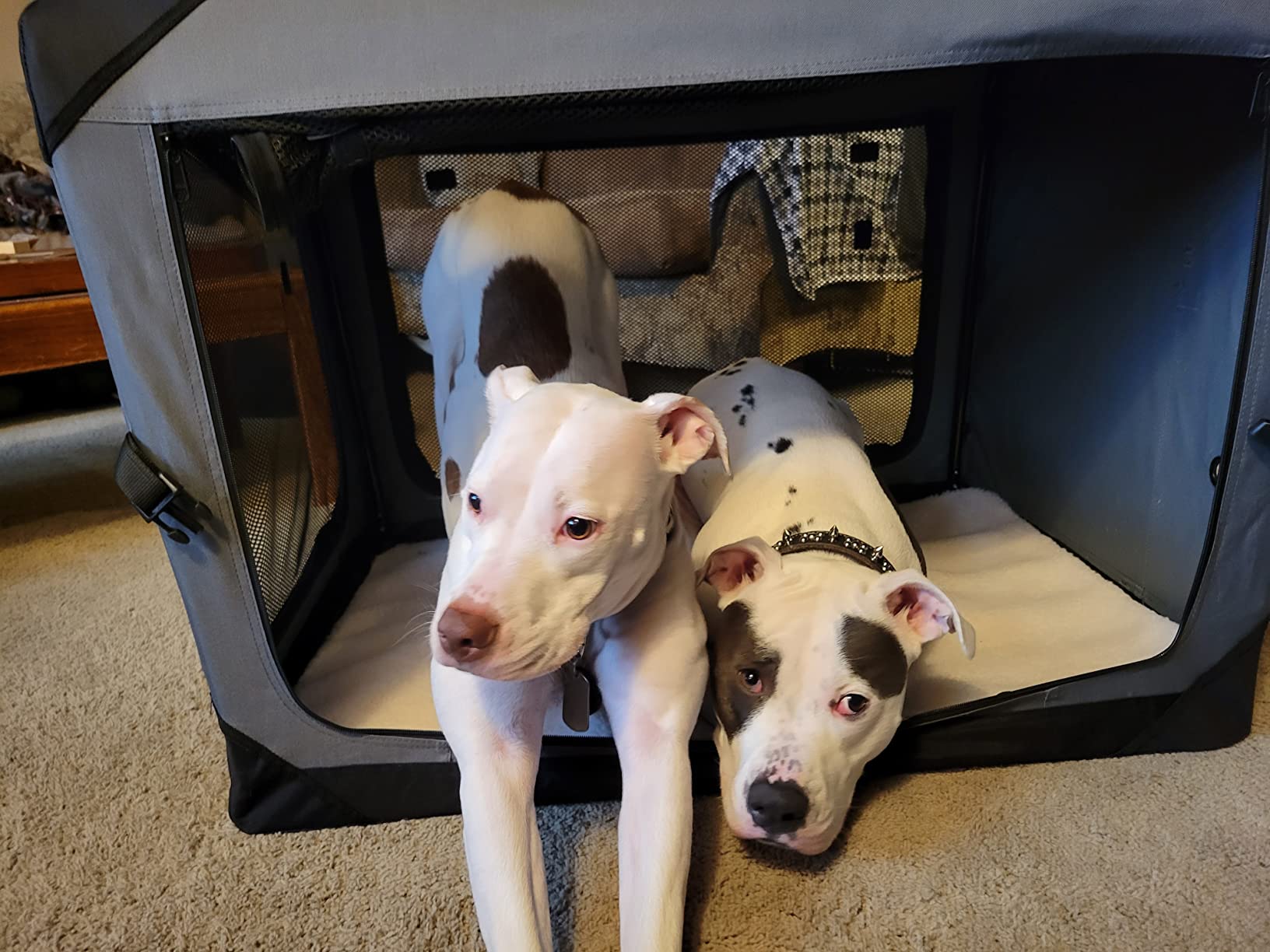 Visual Reference: 15 Mo Finance Pettycare 36 Inch Collapsible Dog Crate For