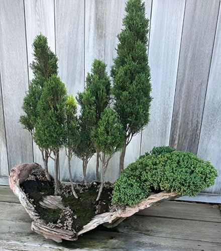 Semillas de bosque de bonsái de ciprés italiano para plantar - 50 semillas