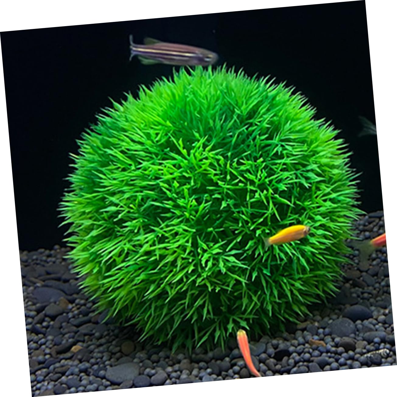 MAGICLULU 5 Set Di Piante Artificiali Per Acquario Piante Acquatiche Finte Realistiche Per La Decorazione Dellacquario 2 Pezzi * 5