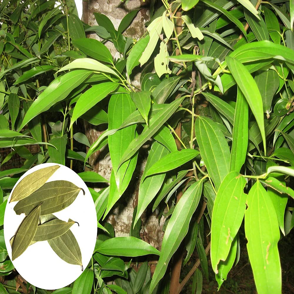 IXORA Tej Patta Indian Bay Leaf Cinnamomum Tamala Patram Spice Live Plants & Tree(1.5-3 Feet Size) (B0BN1VHJQQ) Amazon Price History, Amazon Price Tracker