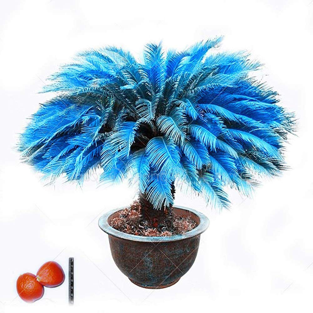Blue Cycas Seeds Bonsai Potted Plant Seed For Garden 100 | Desertcart  Seychelles