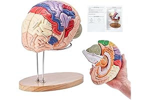Human Brain Model Anatomy 4-Part Brain Model for Science