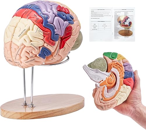 VEVOR Modelo de cerebro humano Anatomía Modelo de cerebro de 9 partes con etiquetas y base de visualización Código de color Tamaño real Cerebro