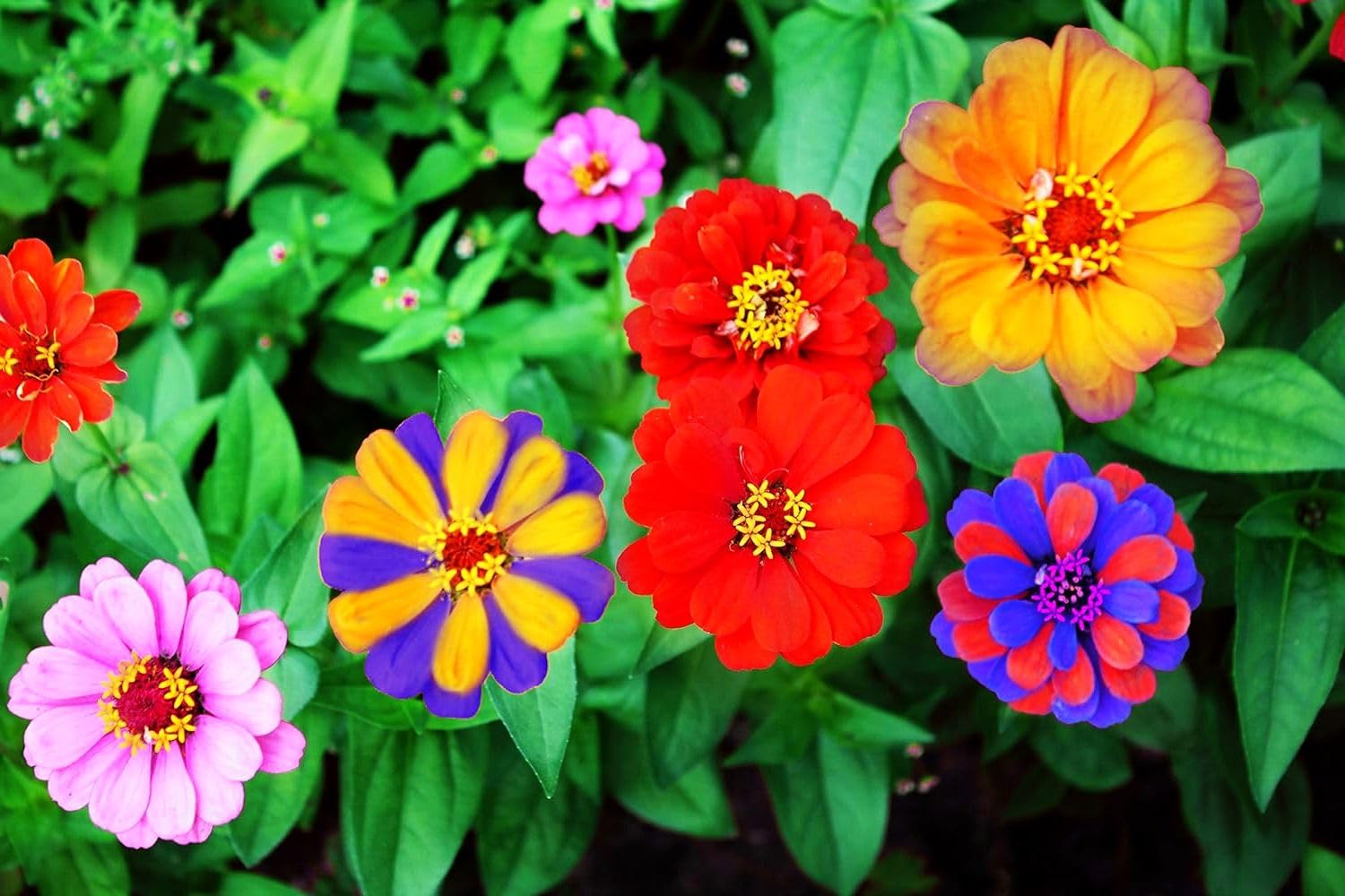 Amazon.com : Rare Perennial 500 Pcs Mixed Red Yellow Pink Zinnia