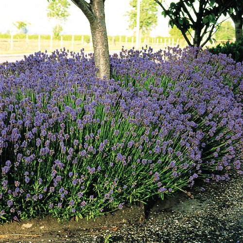 6X Lavender Hidcote Plants in 9cm Pots