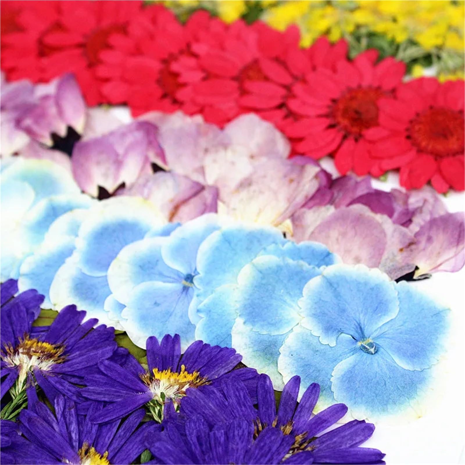 Fiori Pressati ed Essiccati Kit materiale for pressare fiori secchi
