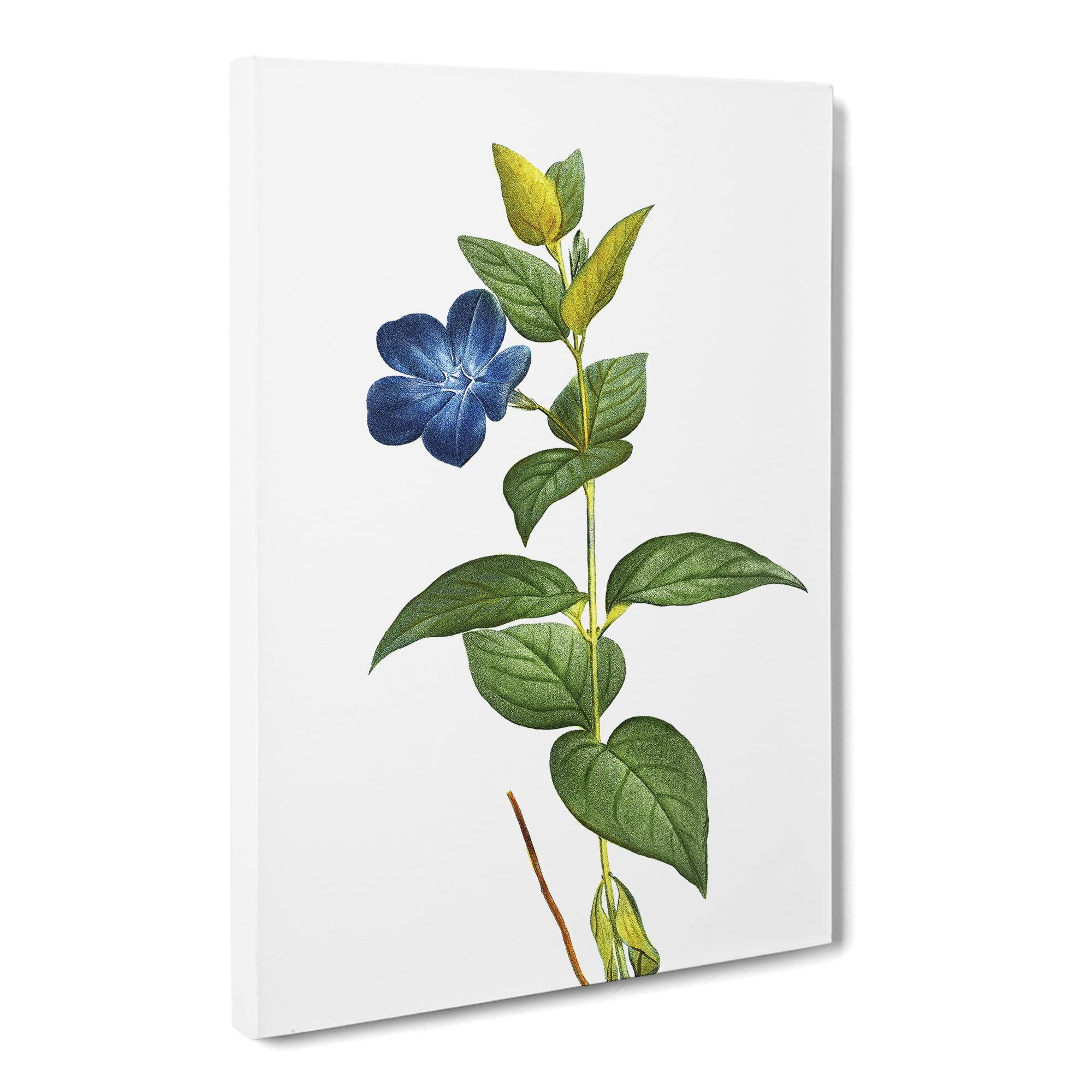 Periwinkle Blue Flowers By Pierre Joseph Redoute Canvas Print, Mixed, 25L x 50W cm