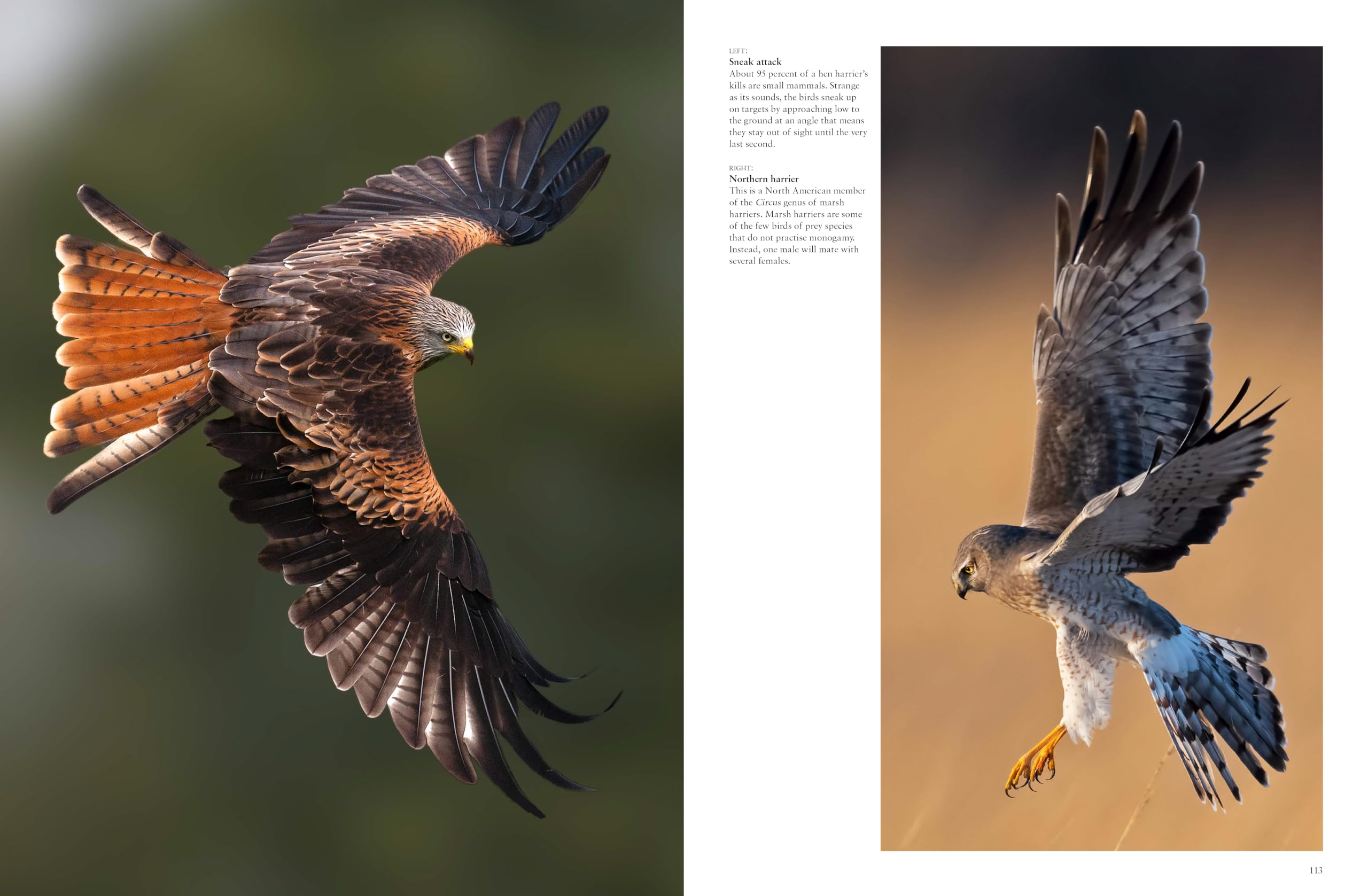 Les Oiseaux de proie: Redoutables et majestueux